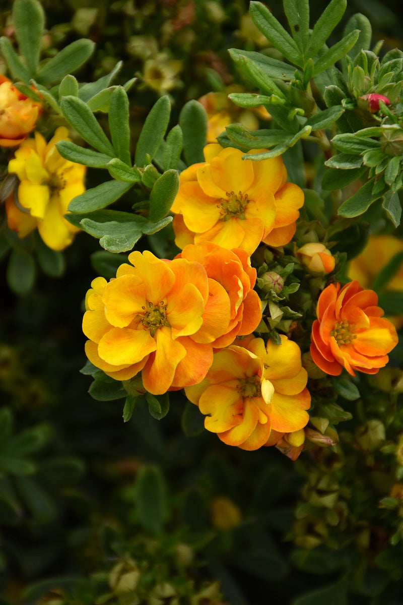 Potentilla, Marmalade