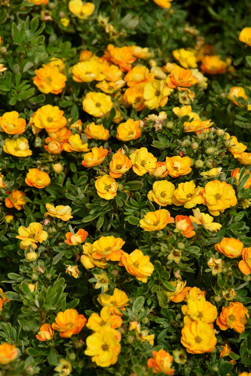 Potentilla, Marmalade