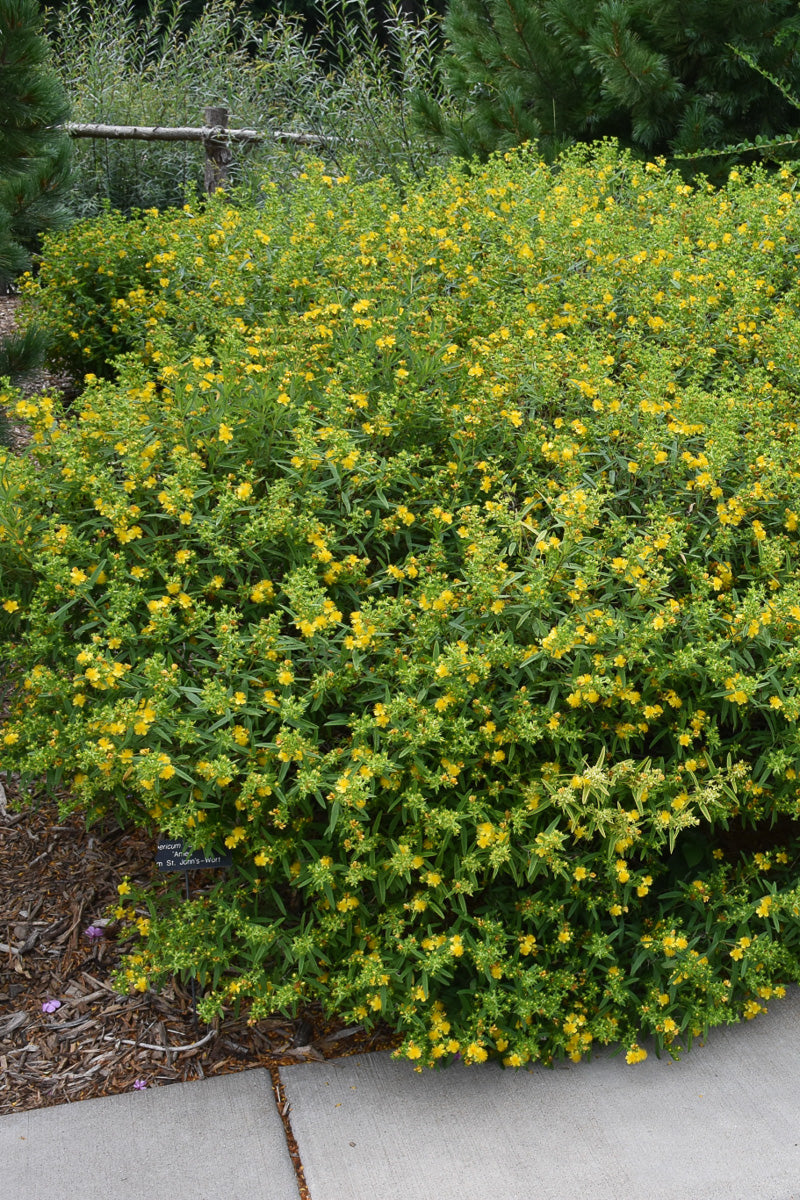 Hypericum, Ames