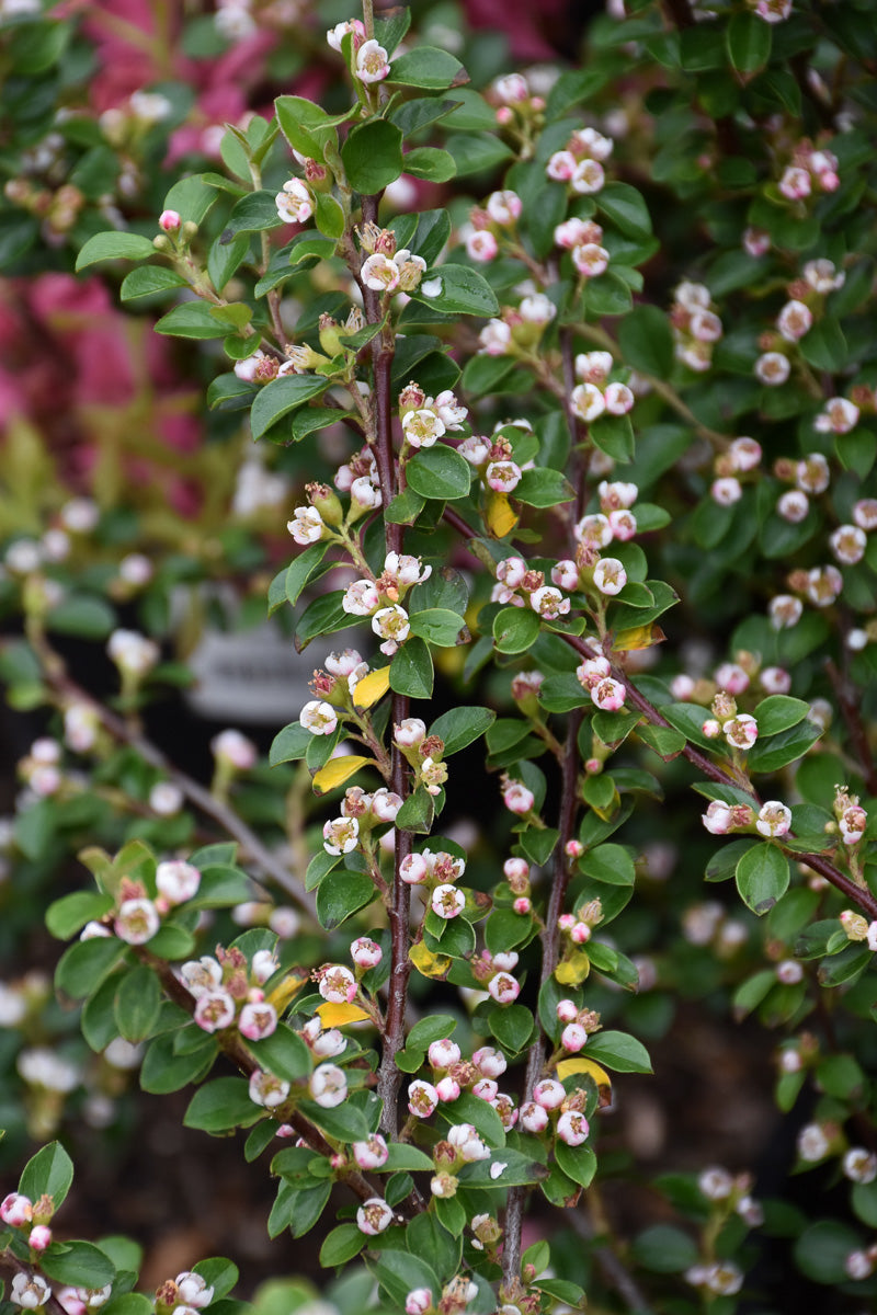 Cotoneaster Autumn Inferno