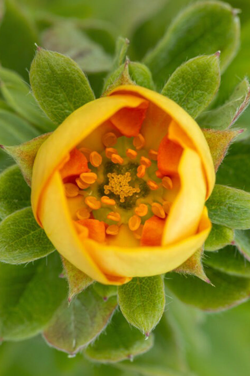 Potentilla, Marmalade