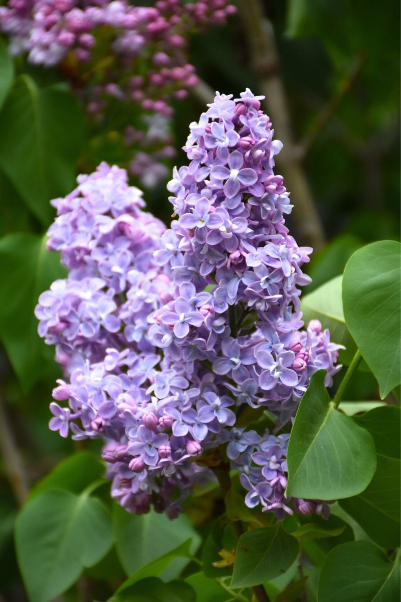 Lilac, President Grevy
