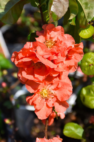 Quince, Double Take Peach Storm – Chalet