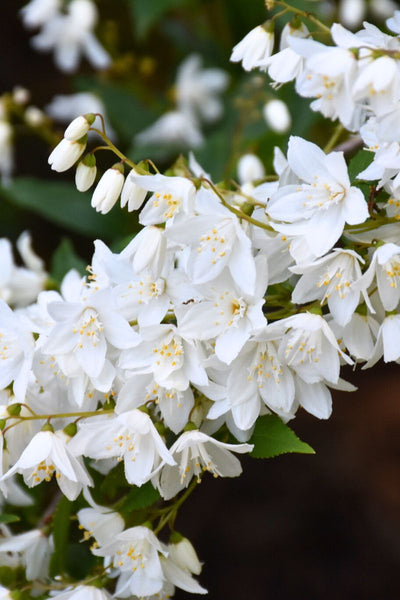 Deutzia, Slender