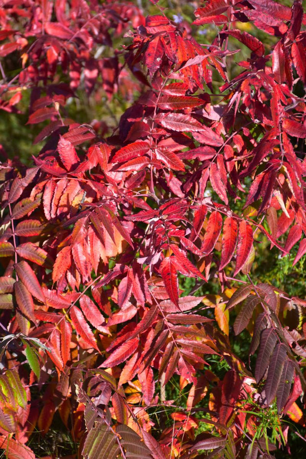 Sumac, Smooth Laceleaf