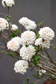 Viburnum, Cayuga