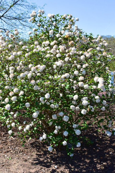 Viburnum, Cayuga