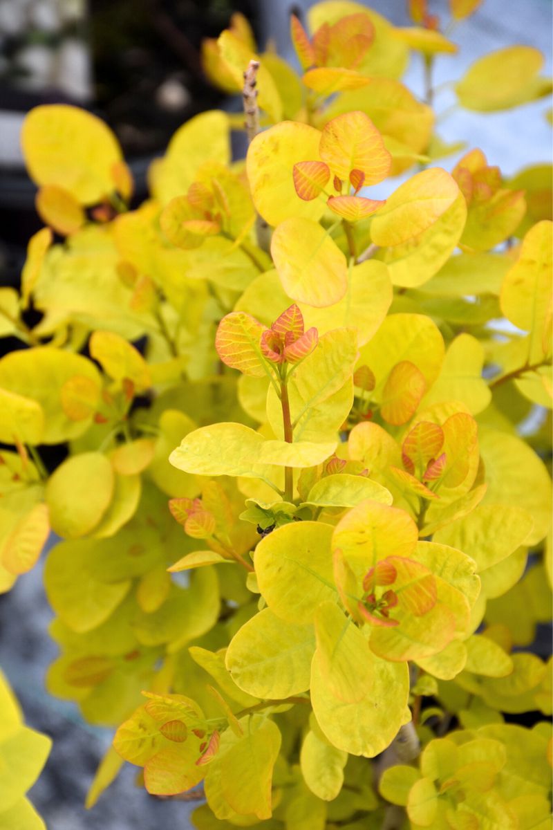 Smokebush, Winecraft Gold