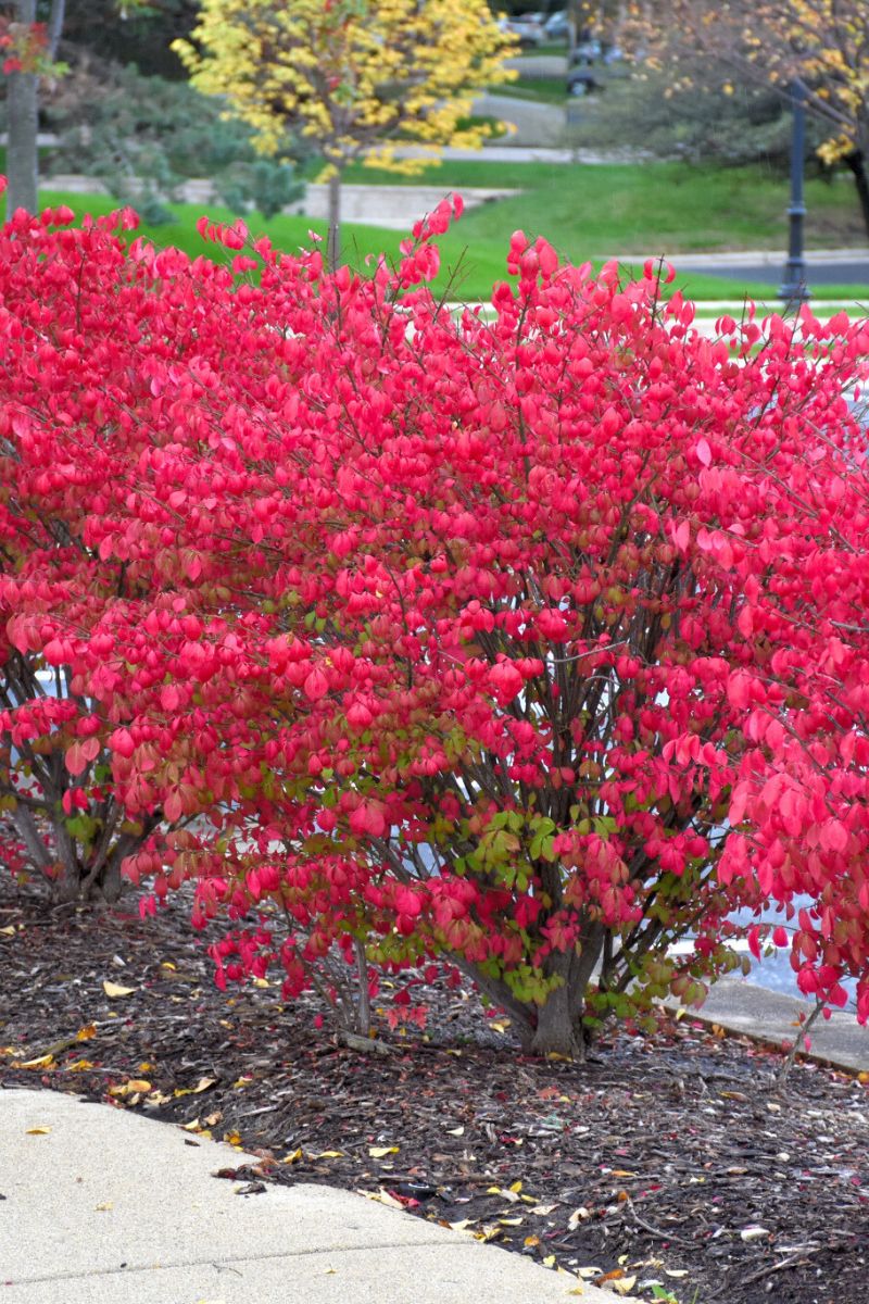 Burning Bush, Fireball