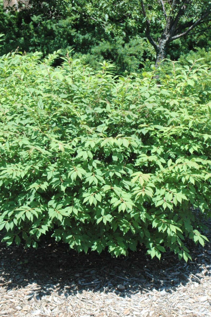 Burning Bush, Fireball