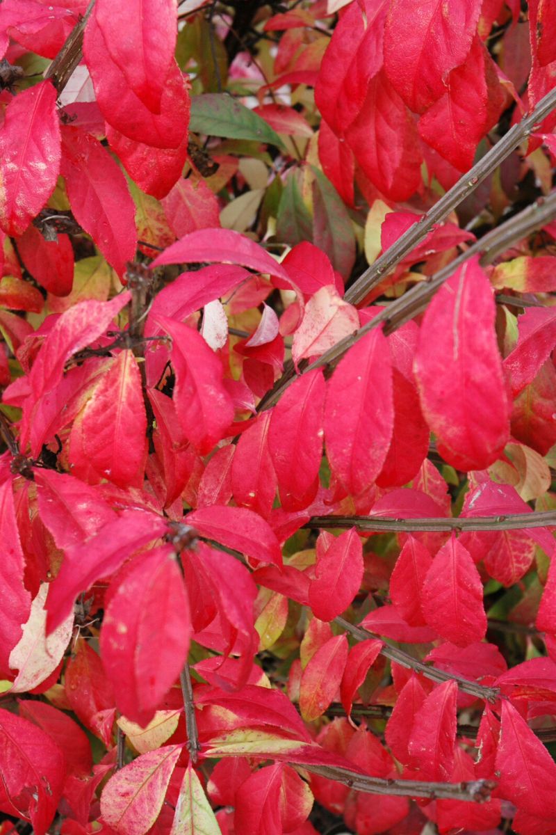 Burning Bush, Fireball