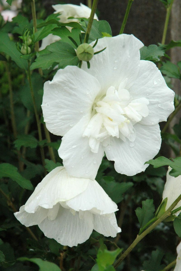 Rose Of Sharon, White Chiffon  S/Wh