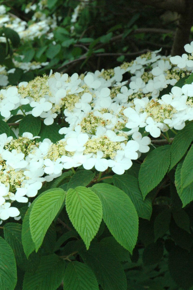 Viburnum, Doublefile Shasta