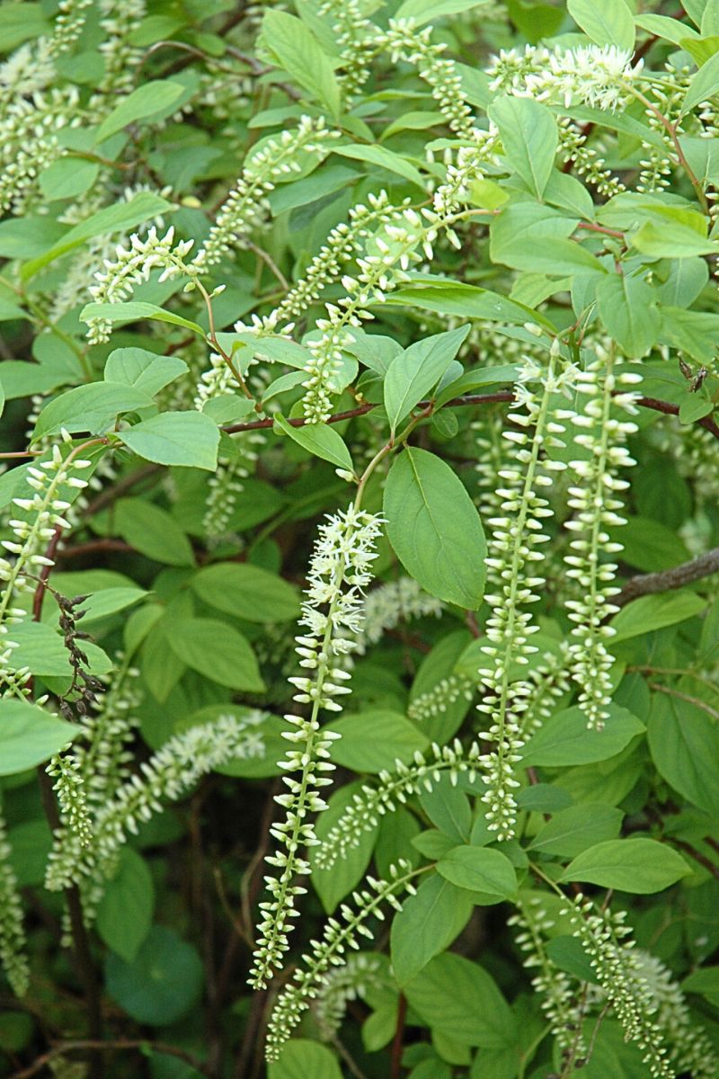 Sweetspire, Henrys Garnet