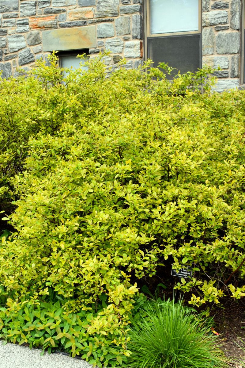 Sweetspire, Henrys Garnet