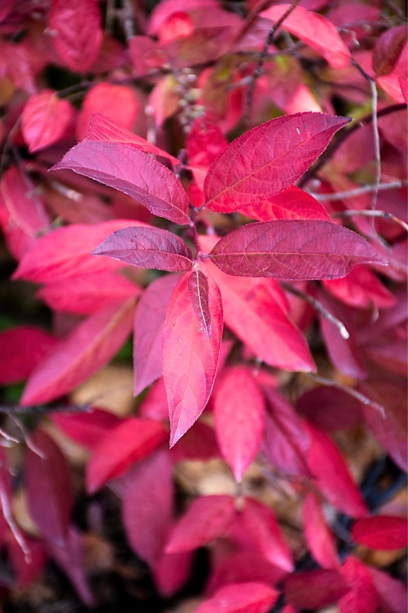 Sweetspire, Henrys Garnet