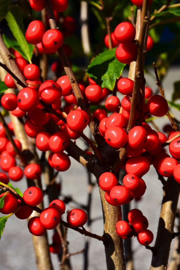 Winterberry, Little Goblin Red