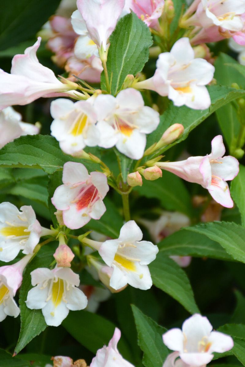 Weigela, Sonic Bloom Pearl