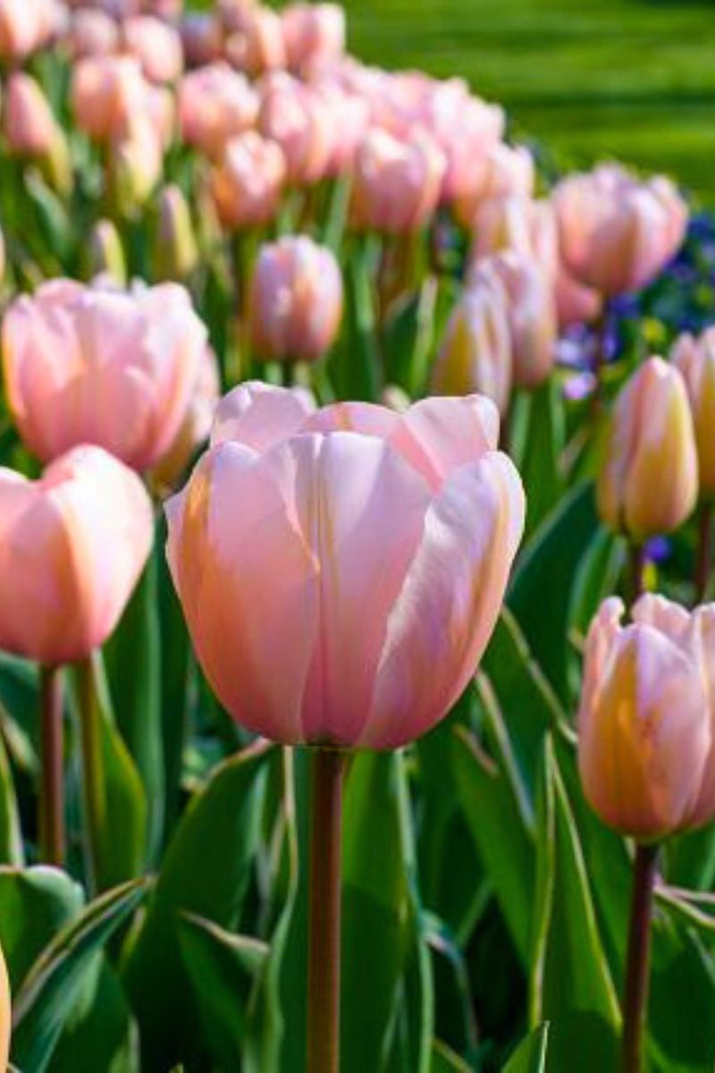 DeVroomen Tulips Darwin Hybrid Sweet Impression Bulbs 5/Pack