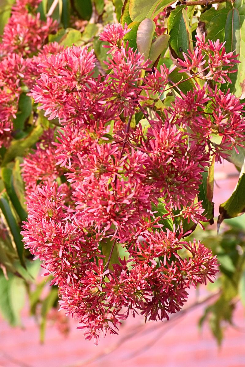 Chalet Seven-Son Flower - Thumbnail 2