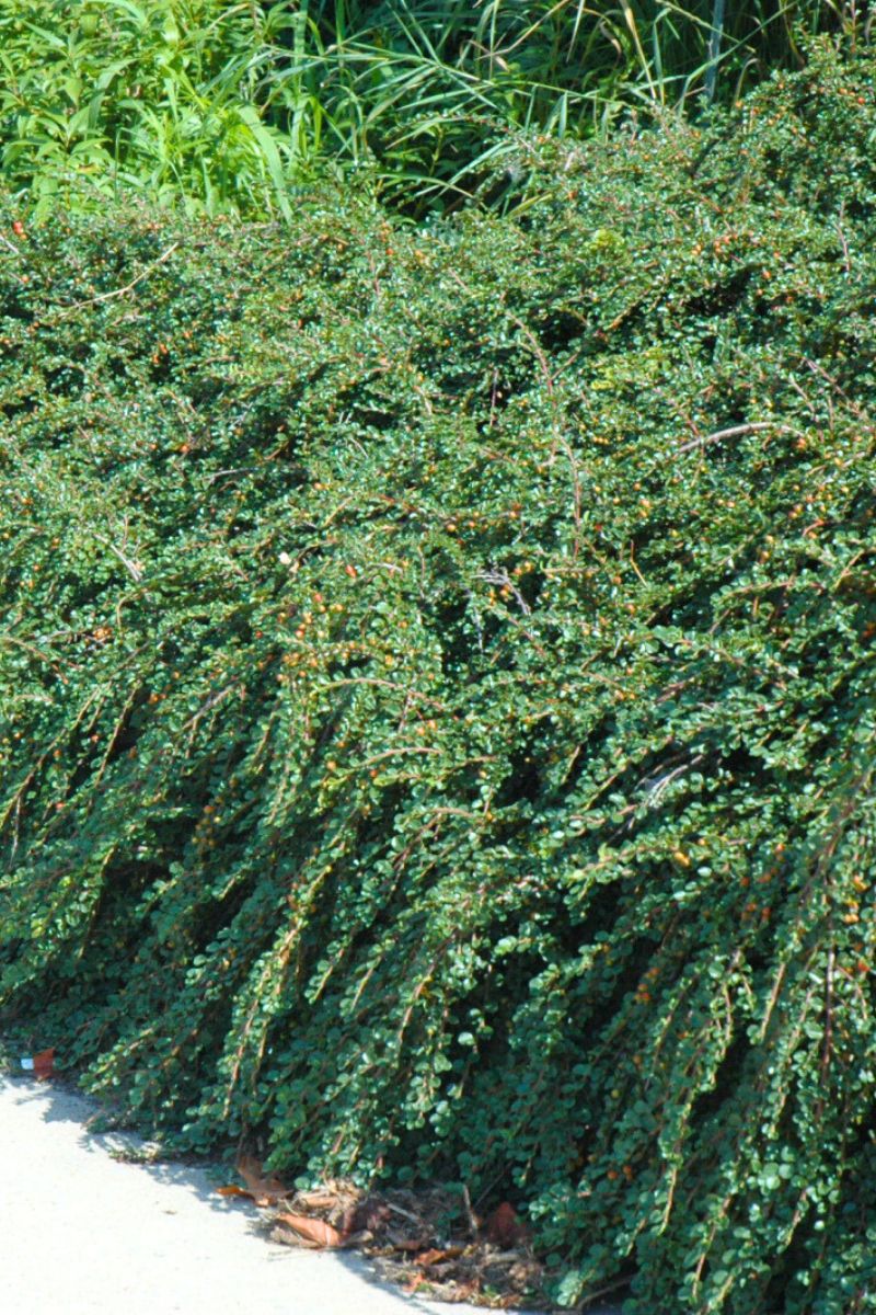 Cotoneaster, Tom Thumb
