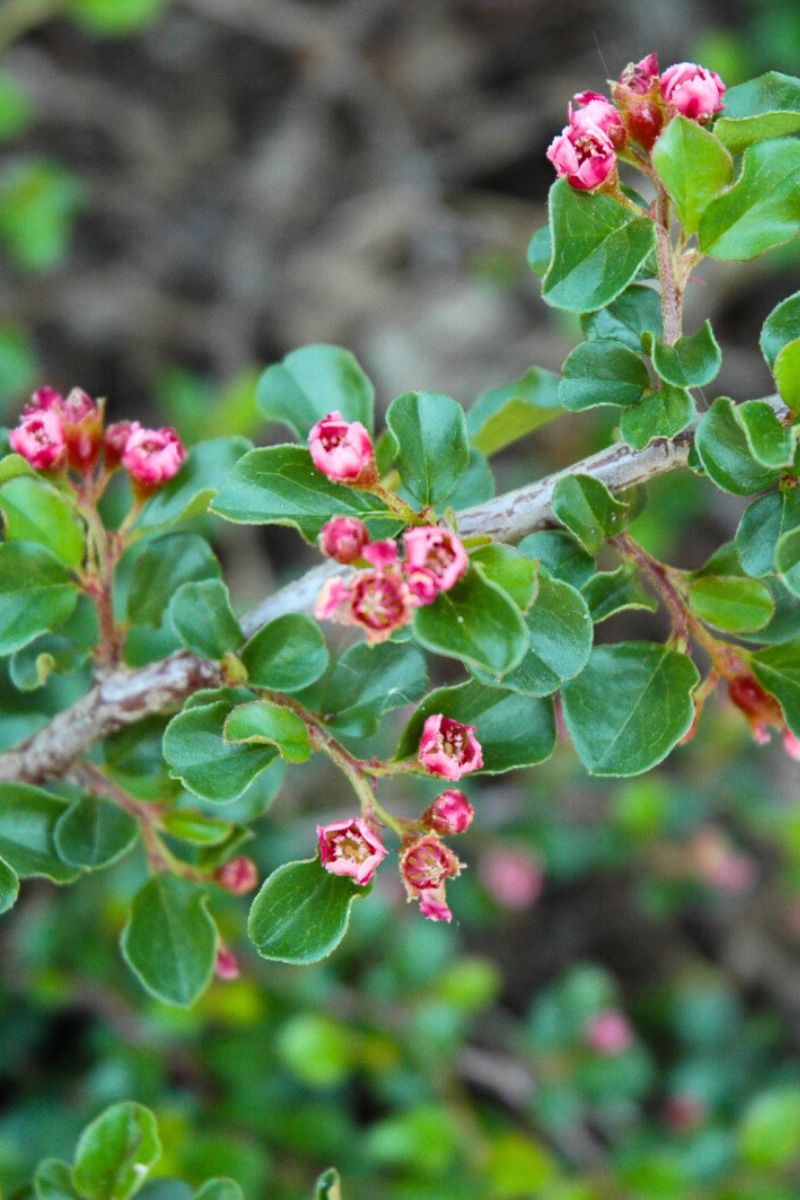 Cotoneaster, Tom Thumb