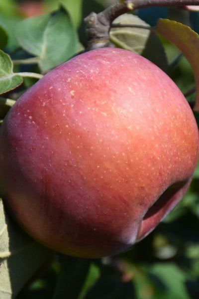 Fruit, Apple SnowSweet
