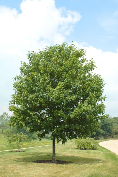 Maple, Black Greencolumn