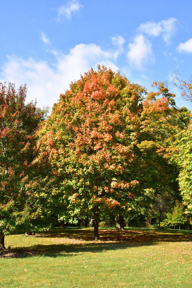 Maple, Black Greencolumn