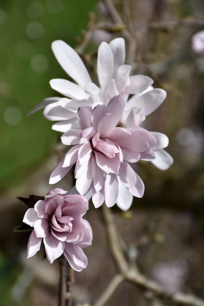 Magnolia, Star Centennial Blush