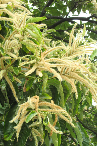 Chinese Chestnut