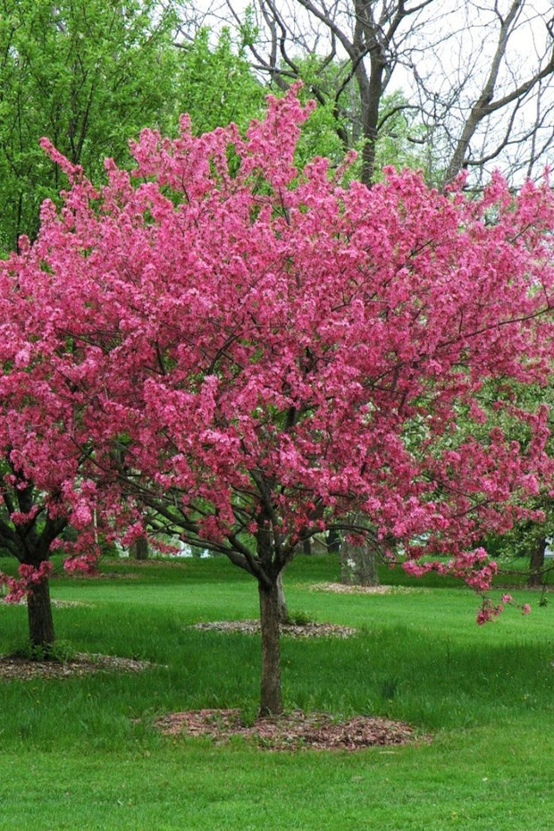 Crabapple, Prairiefire   Pk-Rd