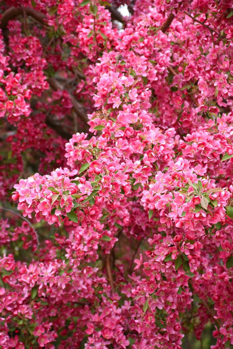 Crabapple, Prairiefire   Pk-Rd