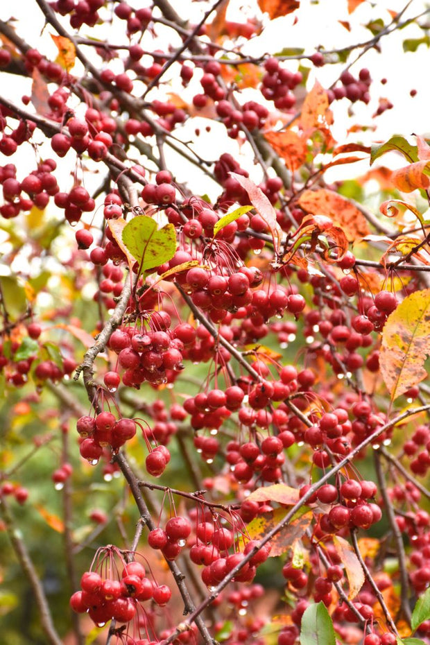 Crabapple, Prairiefire   Pk-Rd