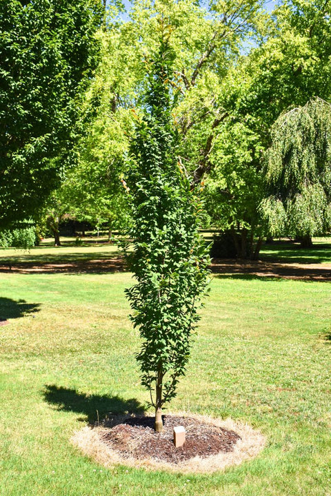 Hornbeam, Eur Lucas Col