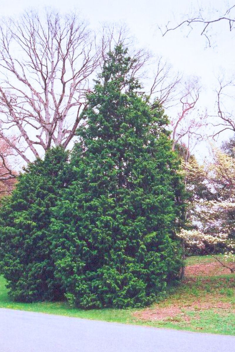 Falsecypress, Hinoki green