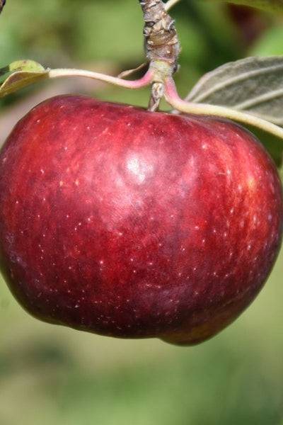 Fruit, Apple Frostbite