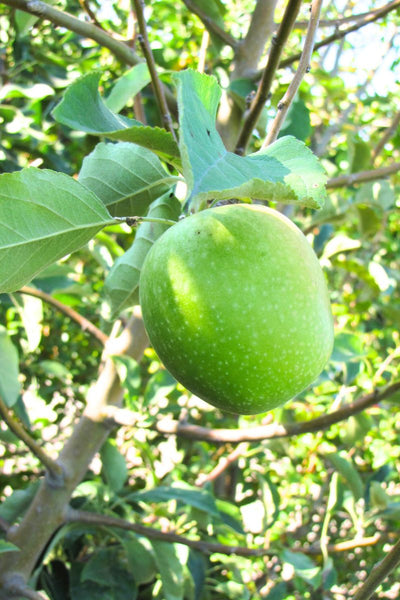 Fruit, Apple Granny Smith