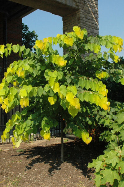 Redbud, Hearts Of Gold