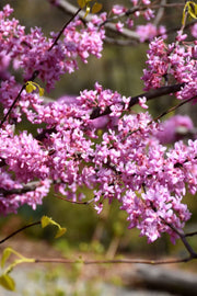 Redbud, Hearts Of Gold