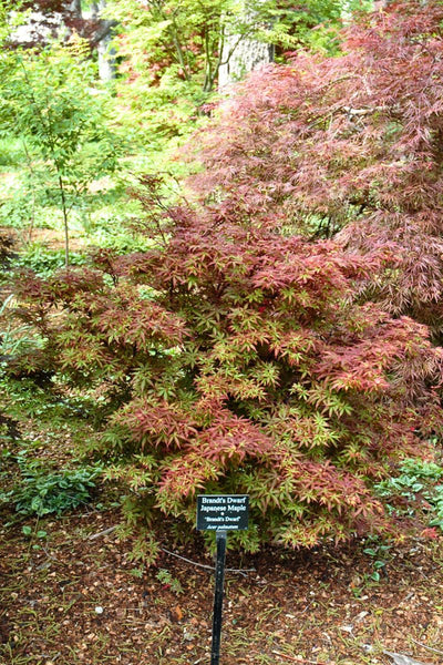 Maple, Japanese Brandt's Dwarf