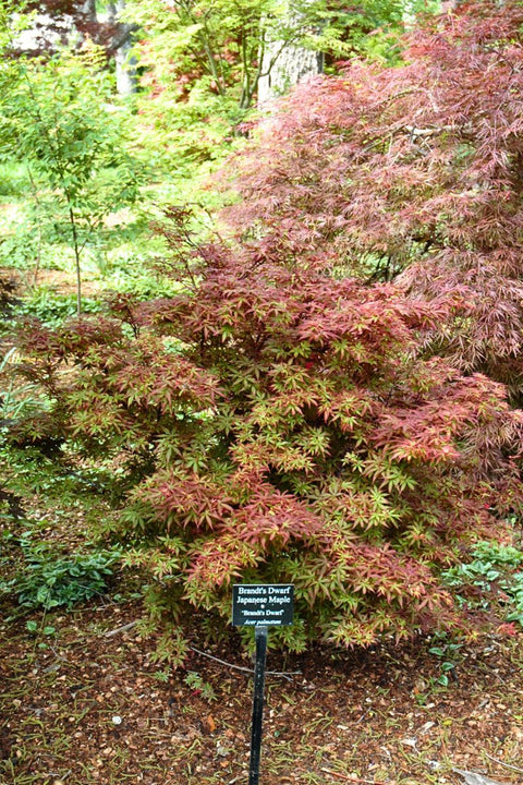 Maple, Japanese Brandt's Dwarf