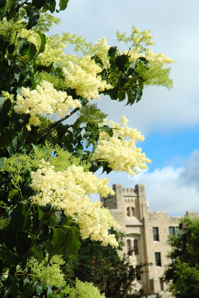 Lilac, Japanese Tree Ivory Silk