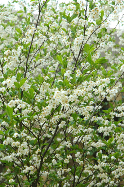 Stryax, Japanese Snowbell Snowcone