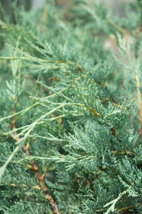 Juniper, Moonglow