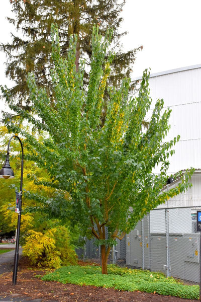 Osage Orange, Whiteshield