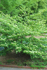 Dogwood, Pagoda