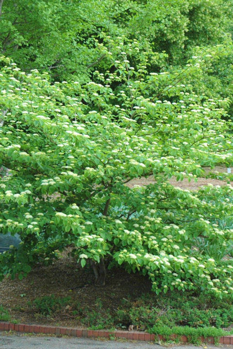 Dogwood, Pagoda