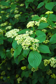 Dogwood, Pagoda