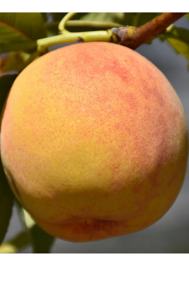 Fruit, Peach Reliance